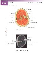 Sobotta Atlas of Human Anatomy  Head,Neck,Upper Limb Volume1 2006, page 259
